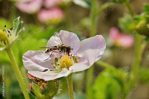 Nahaufnahme einer Schwebfliege