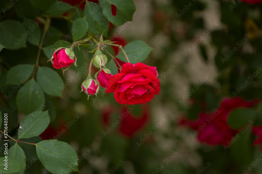 Obraz premium Red Rose on the Branch in the Garden. Close-up photo