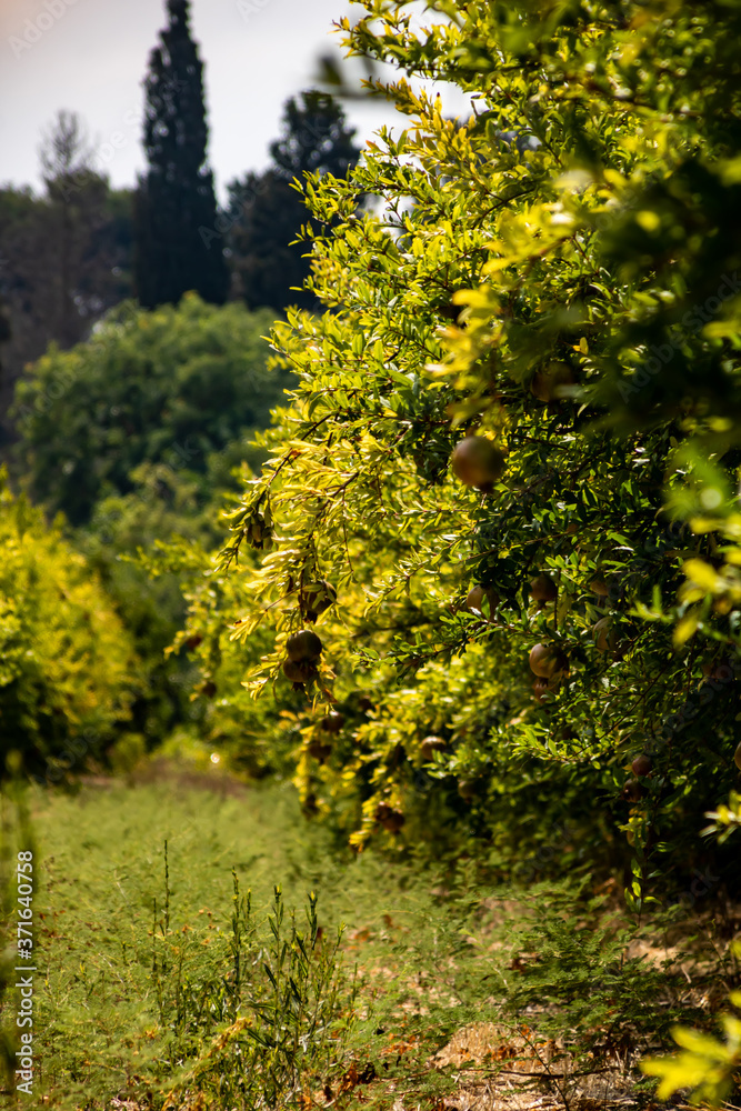 Fototapeta premium Pomegranates