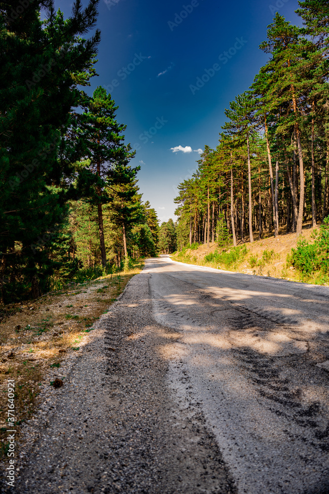 Obraz premium Serpentine road winding through the jungle. Countryside road in summer with large trees on both sides.