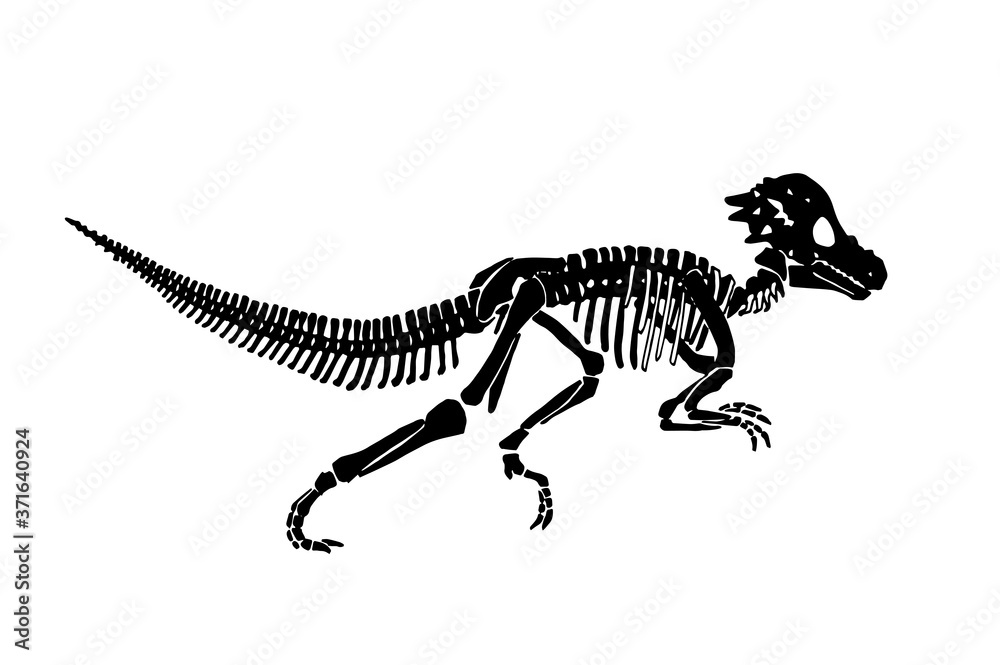 Vector silhouette of tyrannosaurus skeleton isolated on white ...