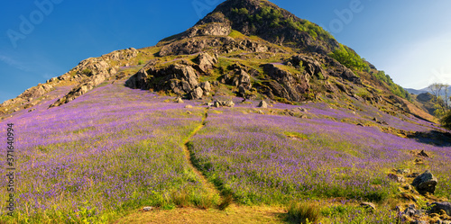 lavender field in the mountains