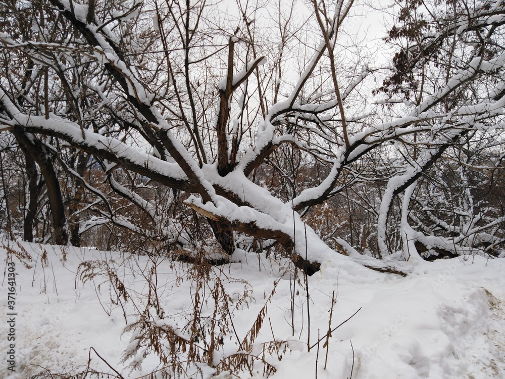 winter, snow, tree, cold, forest, landscape winter, snow, tree, cold, forest, landscape