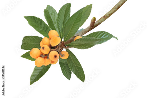 Obraz na plátně Branch of  loquat isolated on white