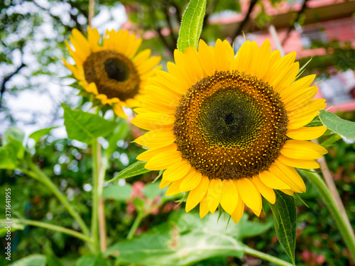 ２つのひまわり