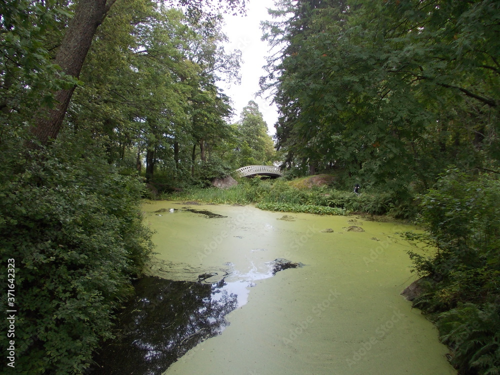 Obraz premium river in the forest