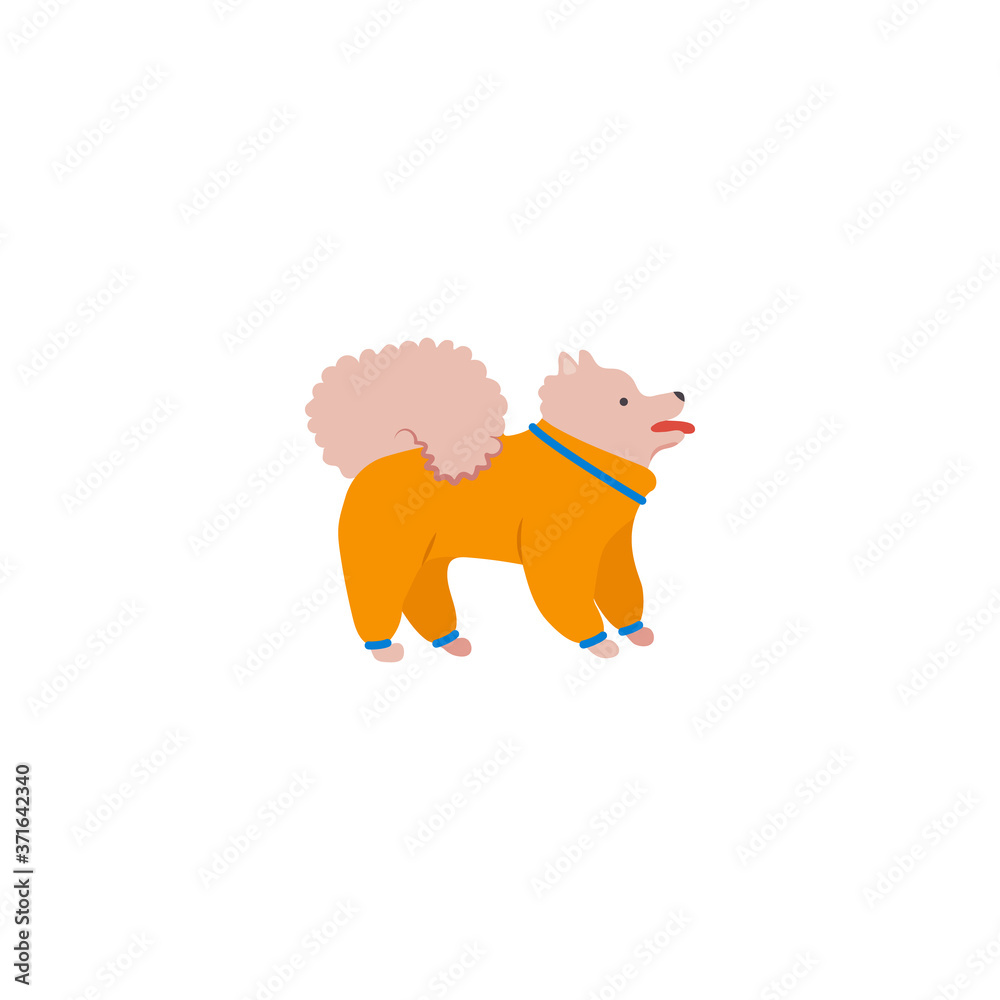 Fototapeta premium Funny cartoon style icon of pomeranian spitz for different design. Cute family dog.