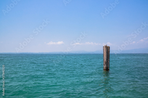 Birds sitting on a pole