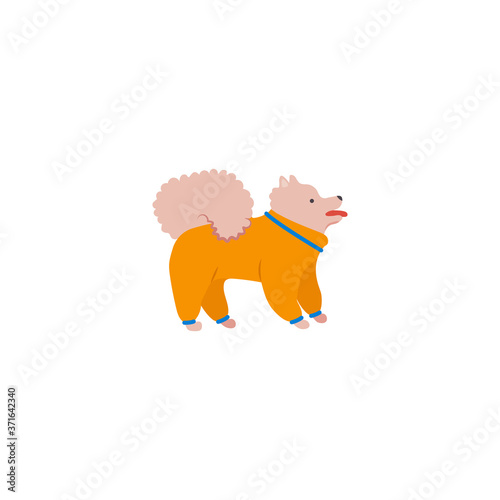 Funny cartoon style icon of pomeranian spitz for different design. Cute family dog.