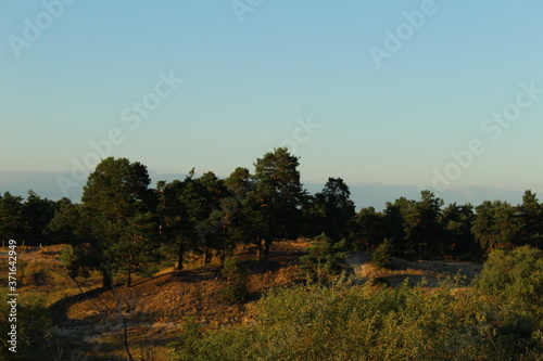 forest landscape view from the height of the trees against the blue sky at sunset all flooded with yellow rays of the sun