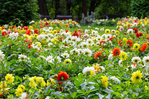 Multi-colored dahlia flowers