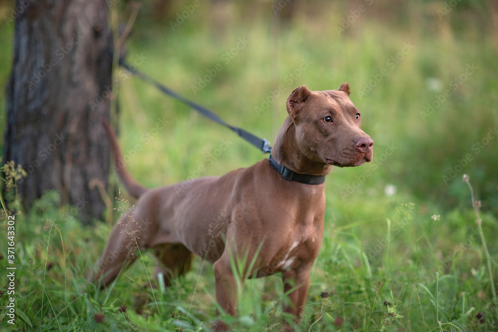 Portrait of a formidable pit bull terrier in the green grass. Close-up photographed. Portrait of a formidable pit bull terrier in the green grass. Close-up photographed.