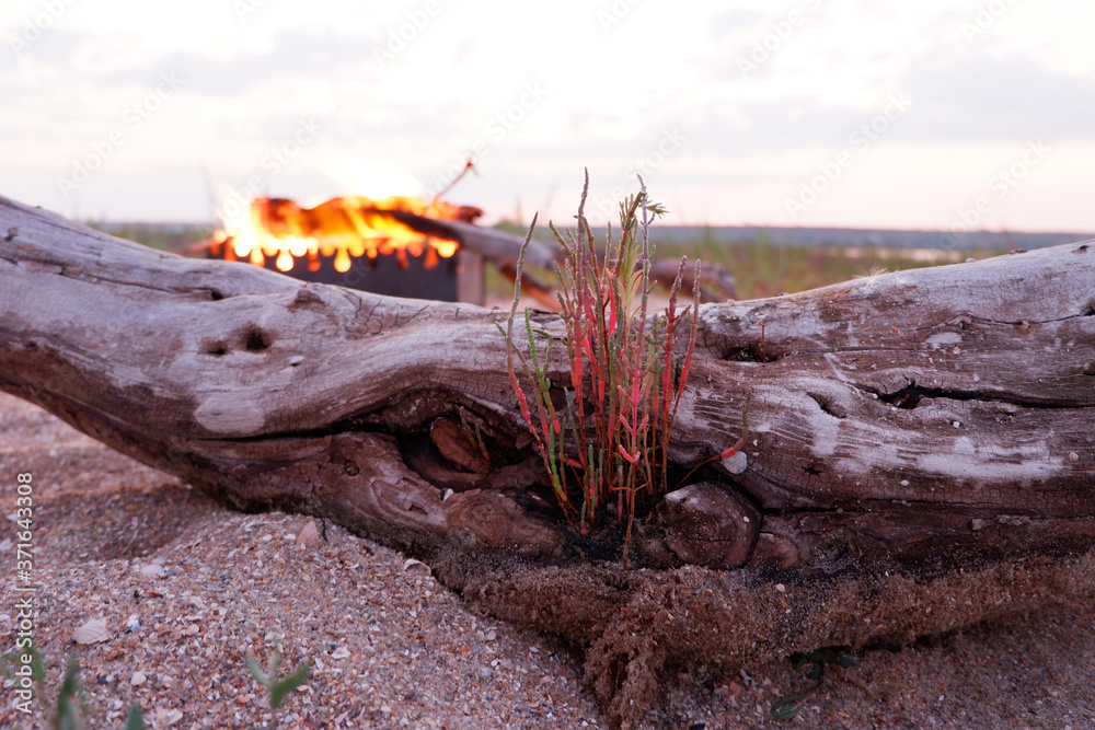 Seagrass growing in a dry log. Flames in the background Seagrass growing in a dry log. Flames in the background
