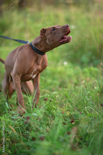 Portrait of a formidable pit bull terrier in the green grass. Close-up photographed.