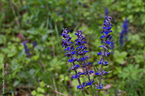 Flora in Ukraine. Blue flowers of bugle or bugleherb (Ajuga reptans). photo