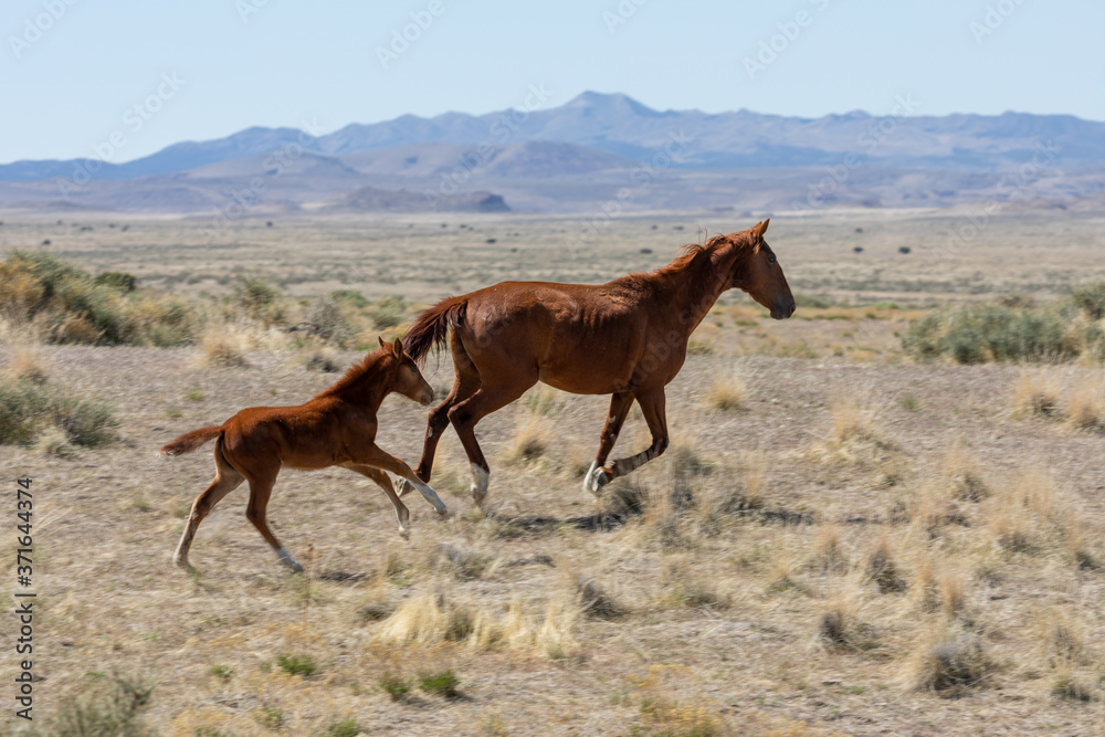 Wild Horse Mare and Foal in the Utah Desert Wild Horse Mare and Foal in the Utah Desert
