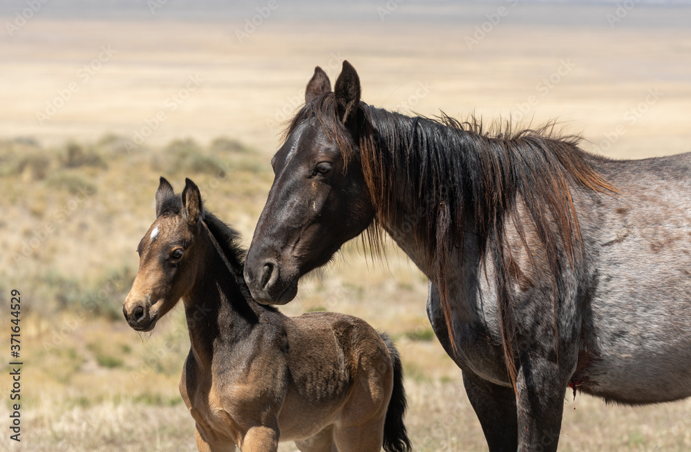Wild Horse Mare and Foal in the Utah Desert Wild Horse Mare and Foal in the Utah Desert