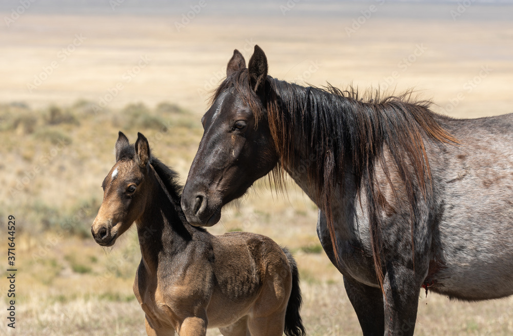 Wild Horse Mare and Foal in the Utah Desert