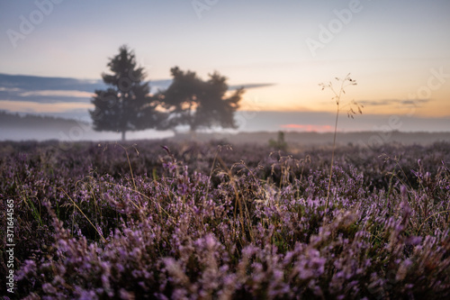 heather at sunrise © Dirk