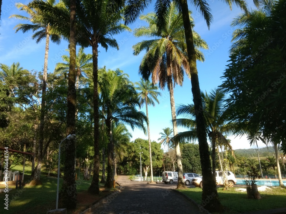 palm trees in the park