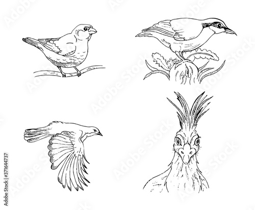 hand-drawn set of birds without background