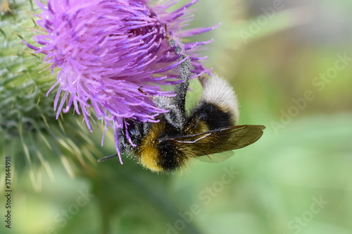 The bumblebee Bombus lucorum collecting pollen in a thistle flower