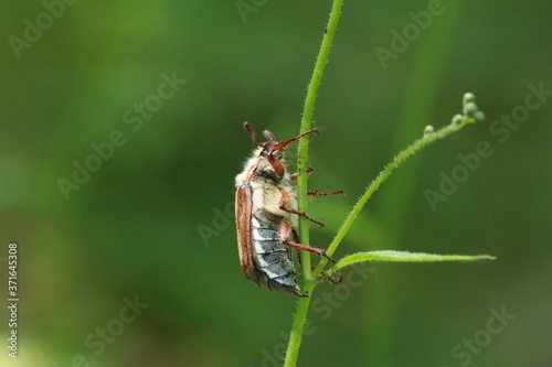 Ein Käfer klettert eine an einer Pflanze entlang © Steffen