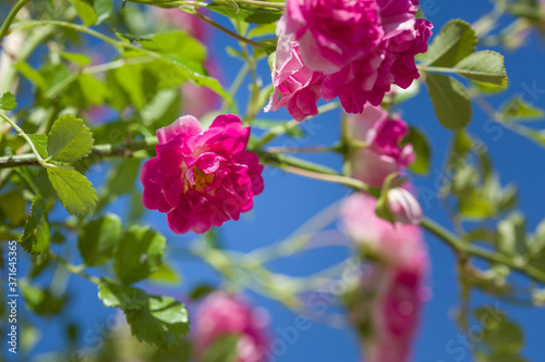 Wallpaper Mural Close up of the small pink roses on a branch and blue sunny sky on background Torontodigital.ca