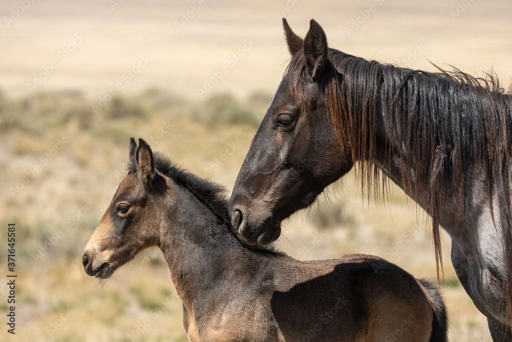 Wild Horse Mare and Foal in the Utah Desert Wild Horse Mare and Foal in the Utah Desert