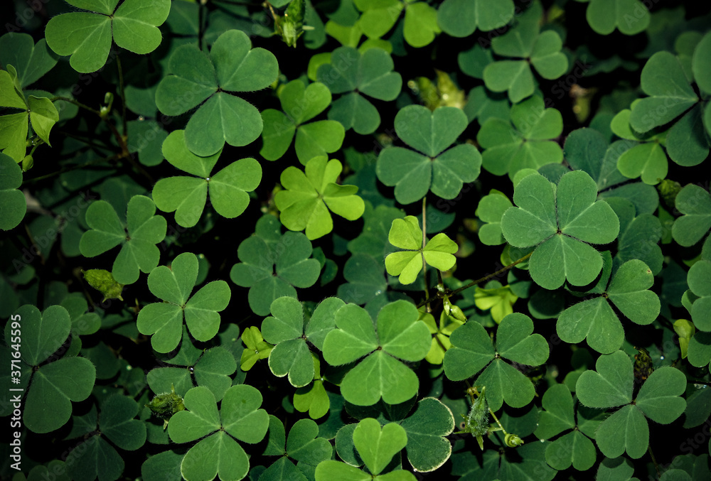 Green clover leaf isolated on white background. with three-leaved shamrocks. St. Patrick's day holiday symbol. Green clover leaf isolated on white background. with three-leaved shamrocks. St. Patrick's day holiday symbol.