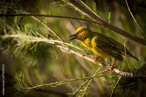 beak open cape yellow weaver photo