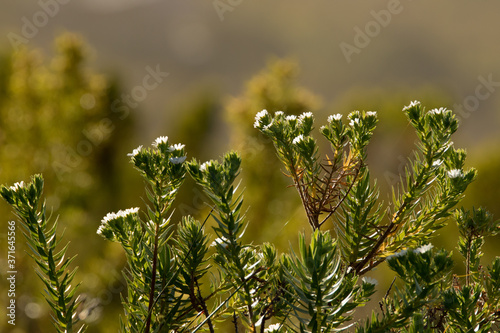 dainty sweet-smelling buchu, the confetti bush