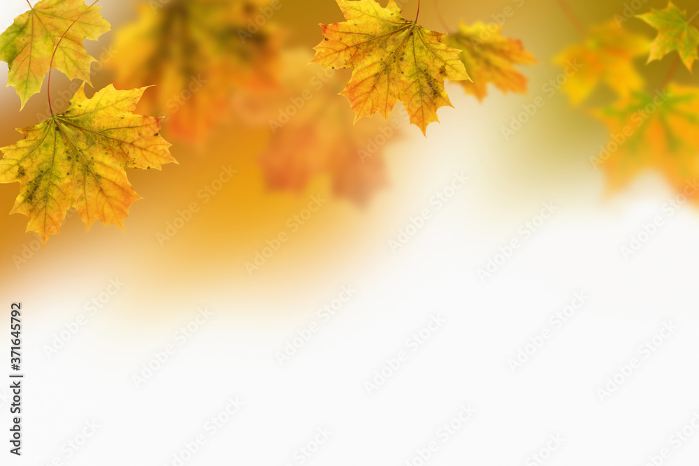 Autumn leaves. Yellow maple fall leaves on natural blurred background Autumn leaves. Yellow maple fall leaves on natural blurred background