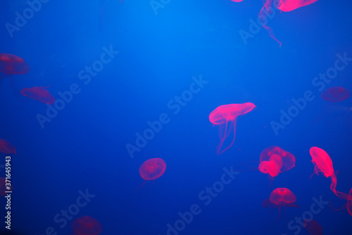 underwater image of moon jellyfishes in the depth