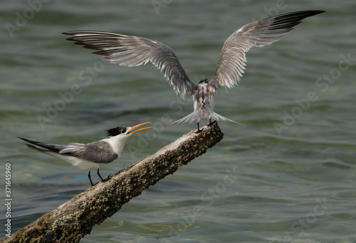 Greater Crested Tern trying to occupy the wooden log at Busaiteen coast, Bahrain © Dr Ajay Kumar Singh