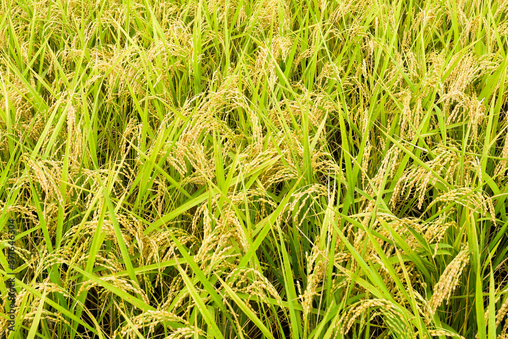 Rice crop close-up with the green background Rice crop close-up with the green background