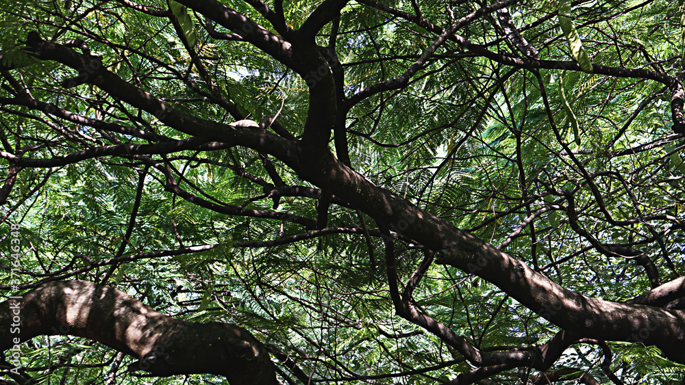 Natural patterns of branches & leaves at Cubbon Park, Bangalore, India. Natural patterns of branches & leaves at Cubbon Park, Bangalore, India.