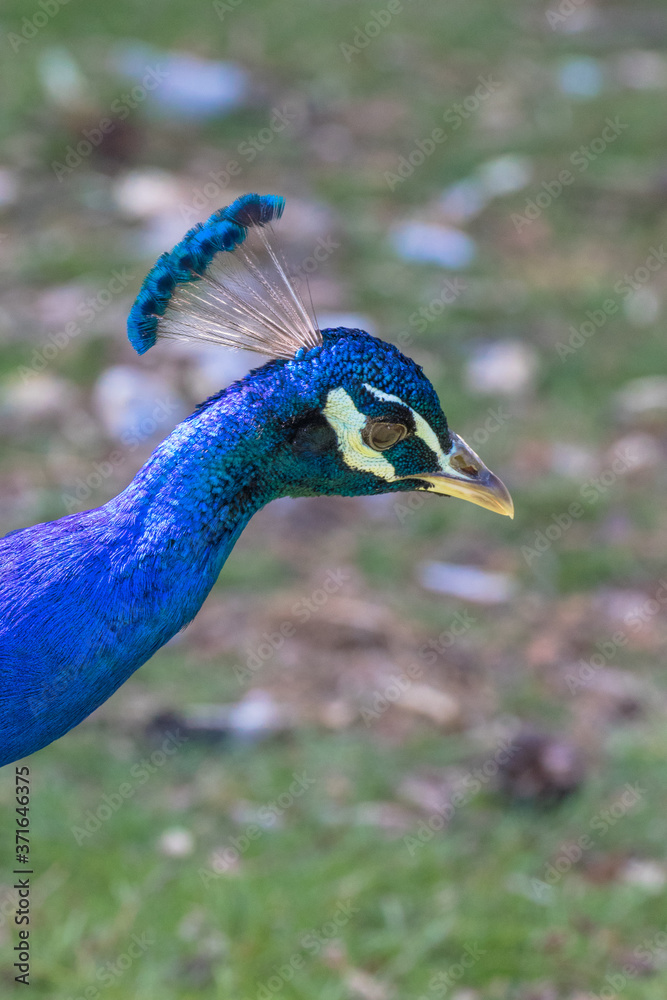 Obraz premium Adult Male Peacock in the grass
