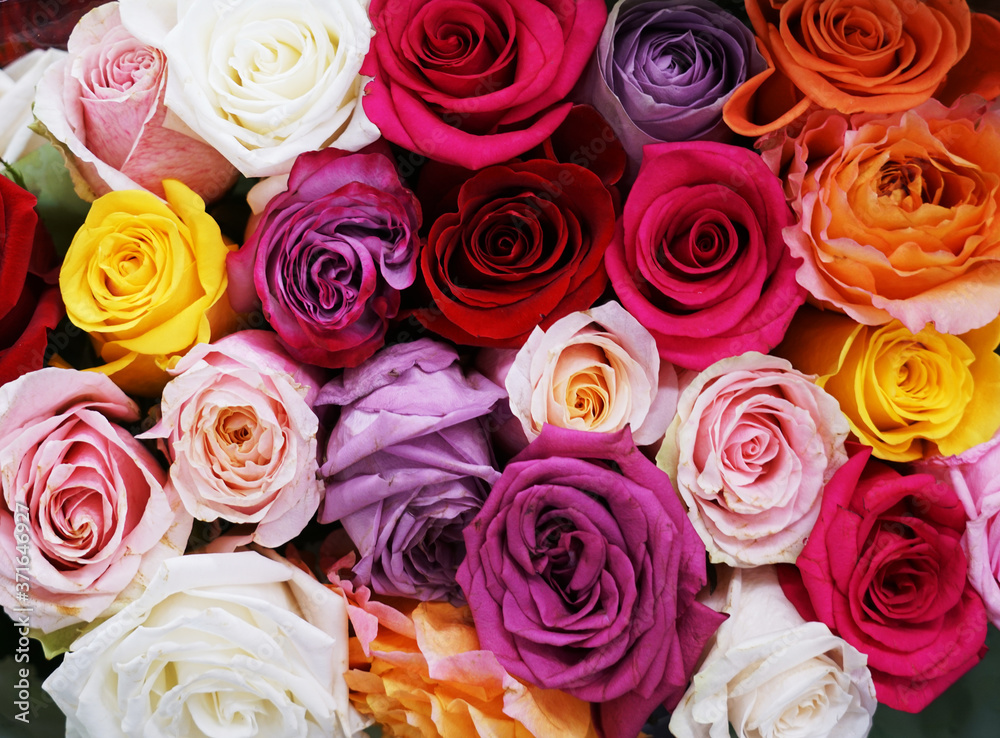 fresh colorful roses in a bouquet as background fresh colorful roses in a bouquet as background