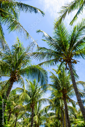 sunny coconut trees on the beach with the blue sky cloud background