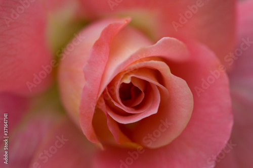 Close up red rose flower