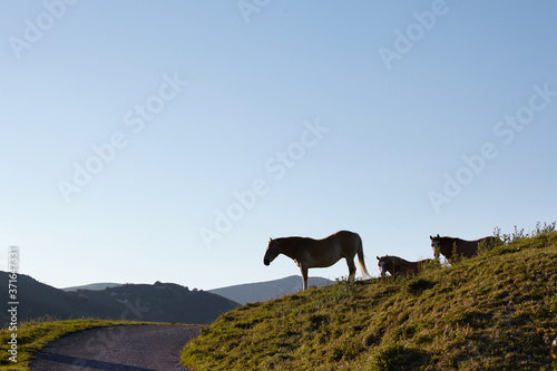 Horses on mountain Mount Grappa