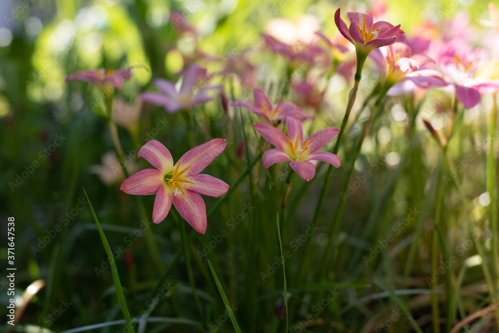 Zephyranthes grandiflora beautiful on the garden. Rainlilly Zephyranthes grandiflora beautiful on the garden. Rainlilly