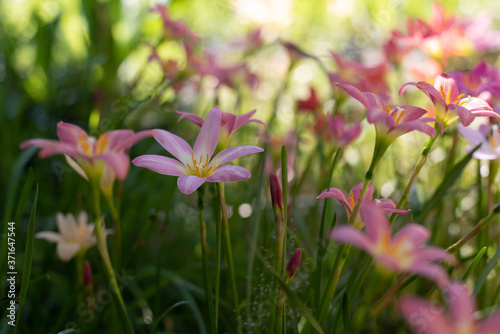 Zephyranthes grandiflora beautiful on the garden. Rainlilly