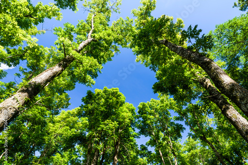 mahogany, beautiful green forest with blue sky photo