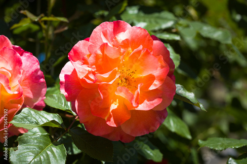 Beautiful roses bush in garden at summer day