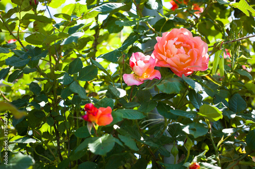 Beautiful roses bush in garden at summer day