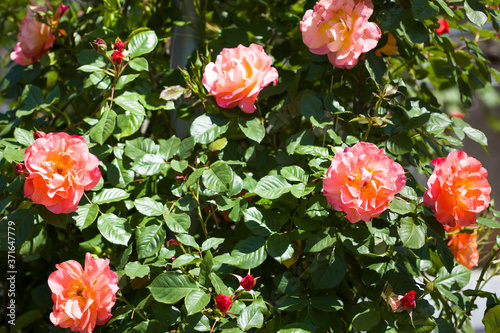 Beautiful roses bush in garden at summer day