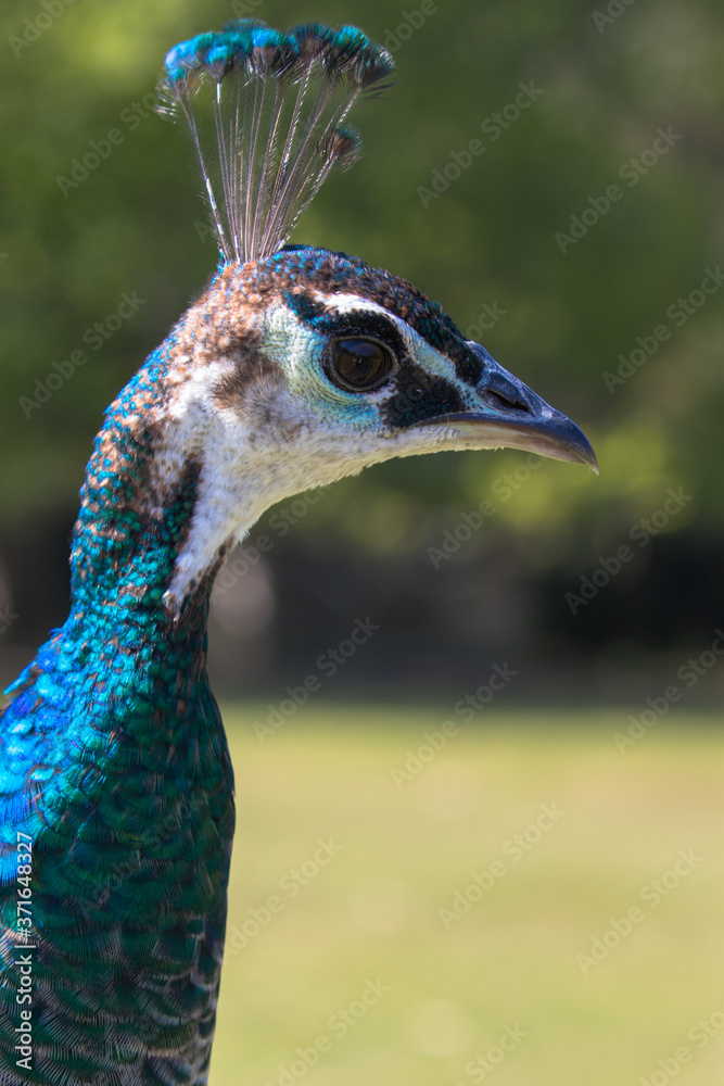 Adult Female Peafowl (latin name Pavo cristatus) aka Peahen in the grass Adult Female Peafowl (latin name Pavo cristatus) aka Peahen in the grass