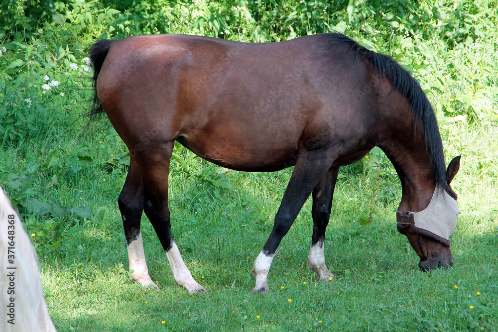 Ein Reitpferd mit Augenschutz gegen Fliegen, Wespen usw., Thueringen, Deutschland, Europa Ein Reitpferd mit Augenschutz gegen Fliegen, Wespen usw., Thueringen, Deutschland, Europa